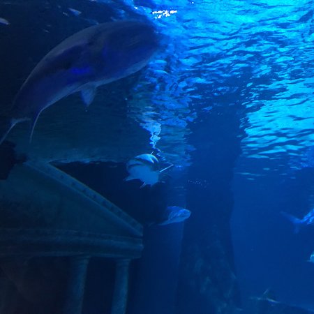 sea life minnesota aquarium reviews